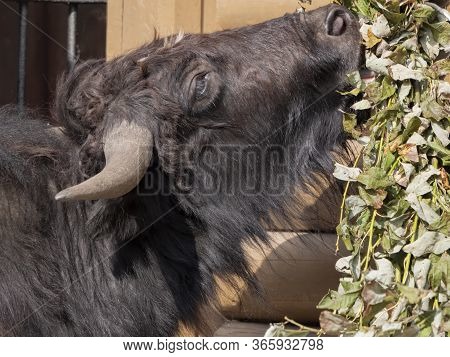 Taro Buffalo Eat Fresh Green Tree Branches