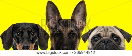 cute couple of 3 dogs consisting of a Teckel dog, German Shepherd dog and Pug dog arranged in line are looking ahead on yellow background