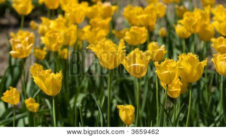 Tulipaner