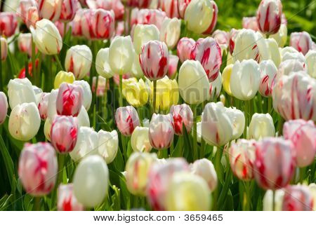 Tulipaner