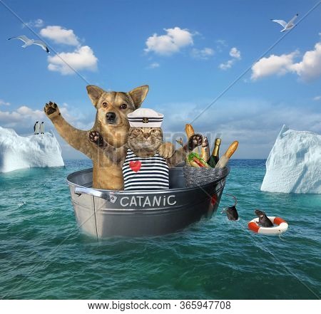 The Two Brave Sailors A Cat With A Dog After The Shipwreck  Are Drifting In The Steel Wash Tub Among
