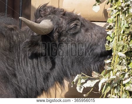 Taro Buffalo Eat Fresh Green Tree Branches