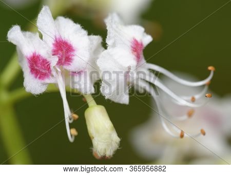 Horse Chestnut - Aesculus Hippocastanum 
Closeup Of Flowers