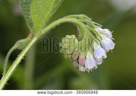 Russian Comfrey - Symphytum X Uplandicum 
Closeup Of Coiled Flowers