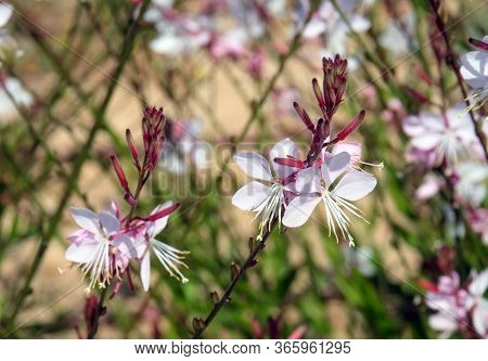 Spring Flowering Decorative Gaura Lindheimeri In The Garden