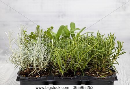 mix of herbs in a pot - rosemary, thyme, sage, Italian smil and marjoram