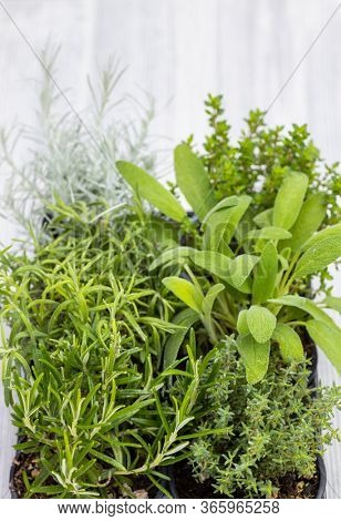 mix of herbs in a pot - rosemary, thyme, sage, Italian smil and marjoram