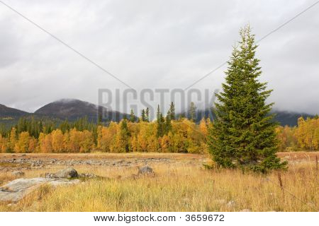 Herbst Landschaft mit einem Fur-tree