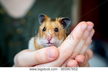 Cute syrian hamster in girls hands. Care of home animals. 