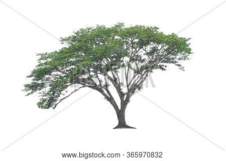 Rain Tree, East Indian Walnut Or Monkey Pod On Isolated, An Evergreen Leaves Plant Di Cut On White B