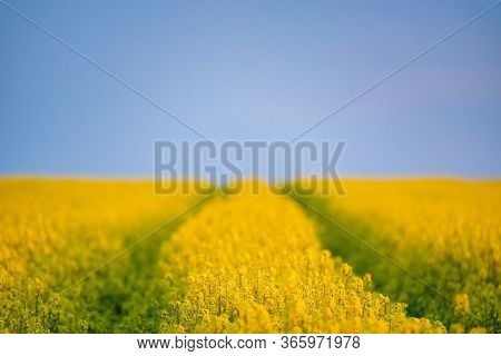 Field Of Bright Yellow Rapeseed In Spring