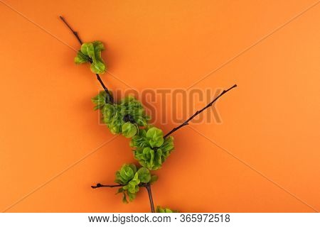 Green Branch Of An Elm Tree On An Orange Background. Nature Greenery Wallpaper. Ulmus Minor Mill Pla