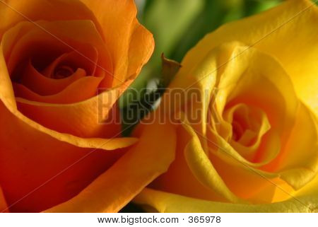 2 Para as rosas