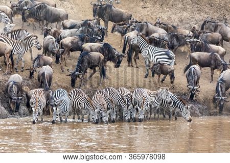 A row of zebras, equus quagga, drinking from the banks of the Mara river. widldebeest gather behind in preparation to cross the river during the annual Great Migration. Masia Mara, Kenya. 