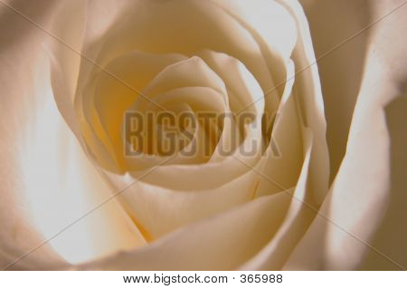Rosa branca