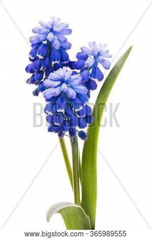 Blooming Mouse Hyacinth (muscari) Or Viper Bow Isolated On White Background