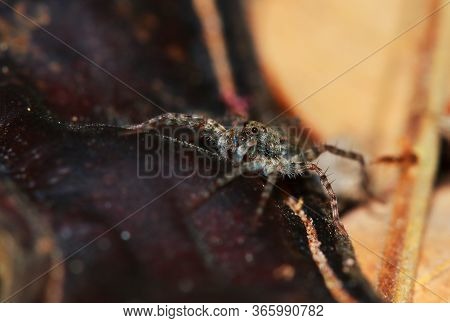 Macro Photography Of Jumping Spider On Green Leaf