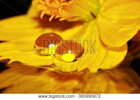 Macro Dropet And Cosmos Flower On Background