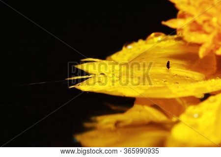 Macro Dropet And Cosmos Flower On Background