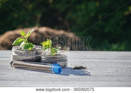 Botany. Pedology Concept. Soil Sample And Green Small Tree On The White Desk Background.