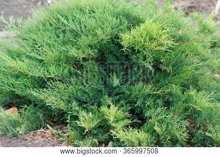 Juniperus Horizontalis. Creeping Juniper. Sabina Creeping. Popular Ornamental Shrub For Gardening.