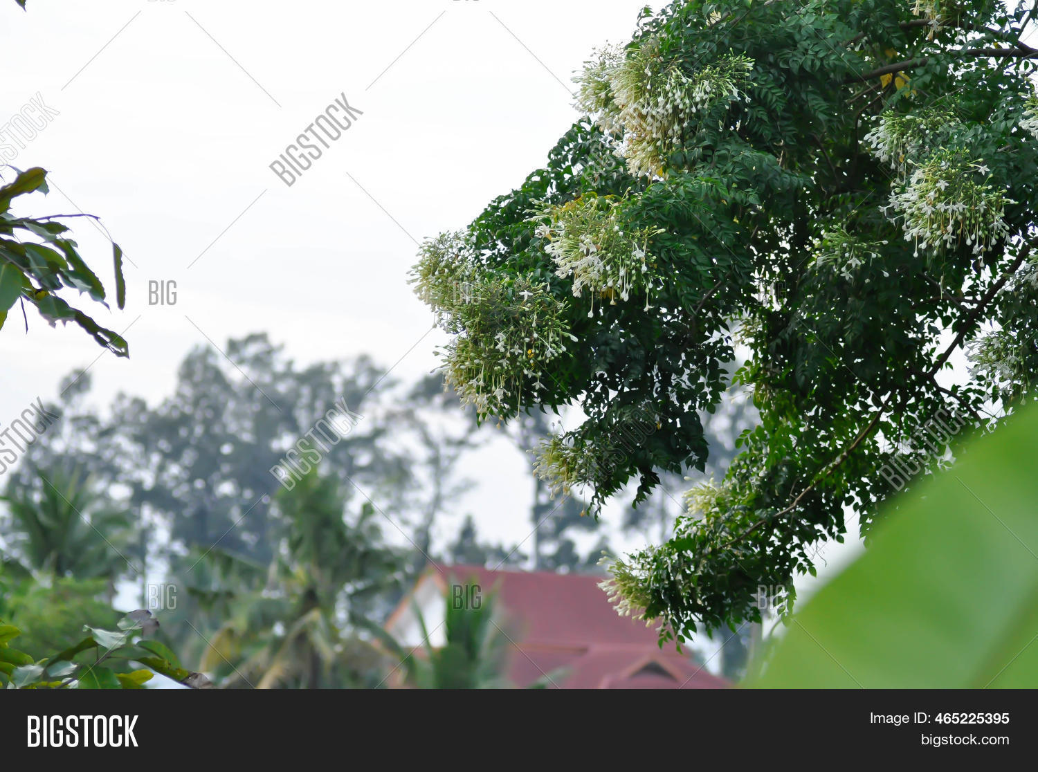 Cork Tree, Indian Cork Image & Photo (Free Trial) Bigstock
