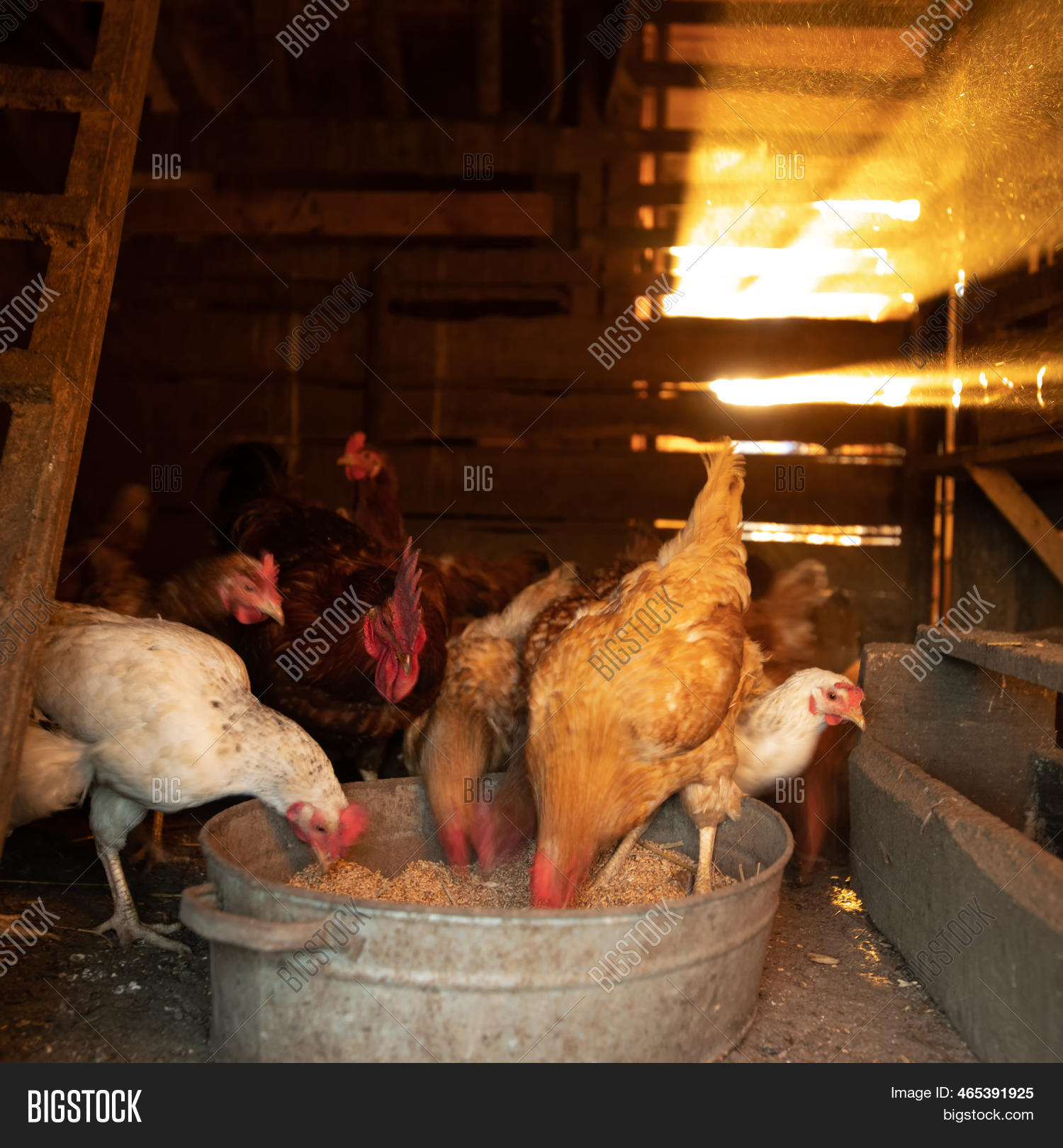 Chickens Coop Eat Image & Photo (Free Trial) Bigstock