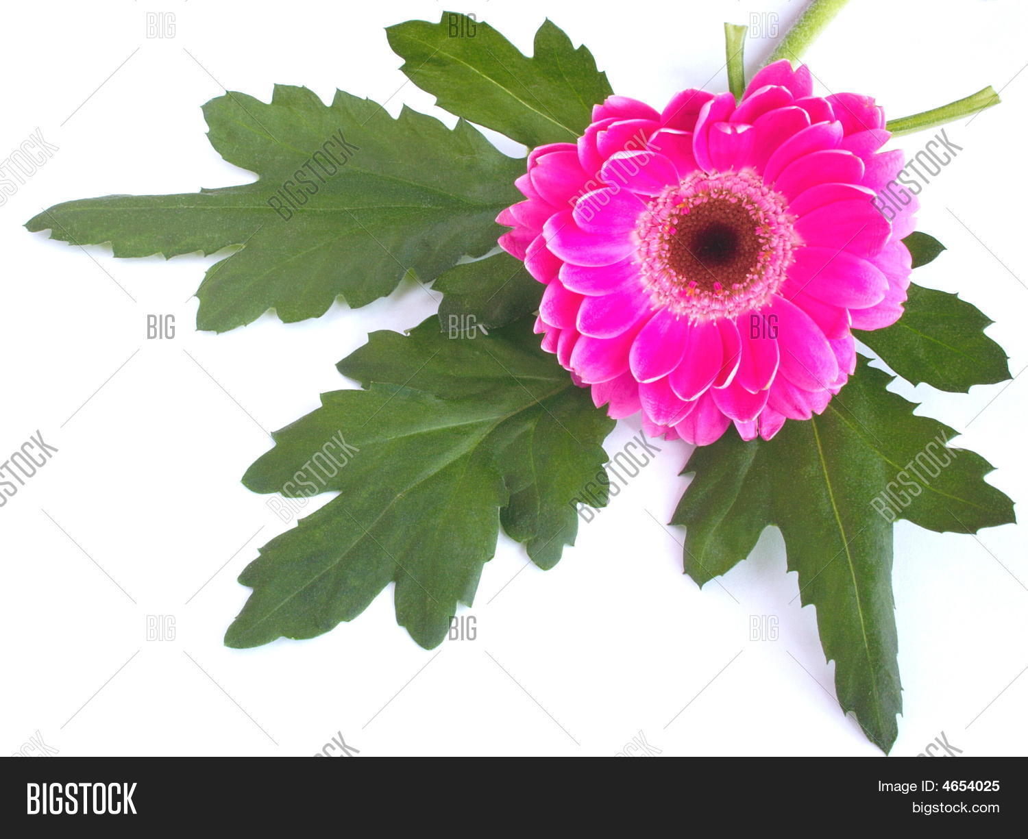 Zinnia Leaves Image & Photo (Free Trial) Bigstock