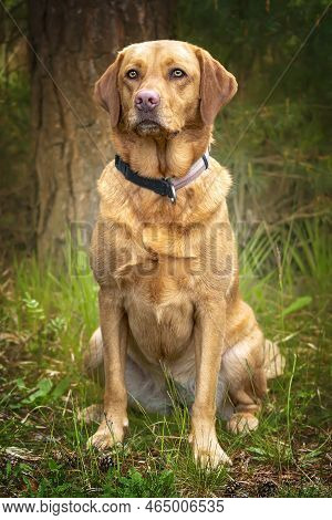 Fox Red Labrador Sitting And Looking Directly At The Camera In The Forest. Plenty Of Whitespace For 
