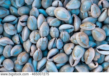 Top View Of Cowry Or Kaudi Heap, Also Known As Cowrie Of Koudi In Horizontal Orientation