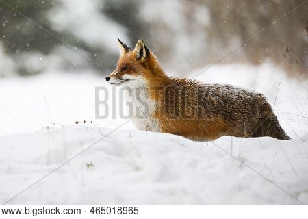 Red Fox Standing On Snow In Wintertime During Snowing