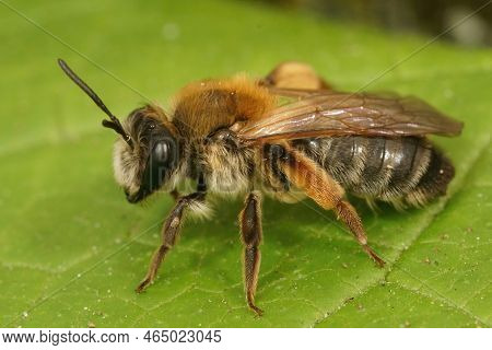 Detailed Closeup On A Female Grey Gastered Mining Bee, Andrena Tibialis Sitting On Wood