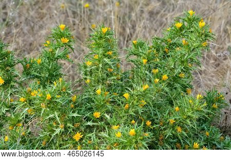 Wild Plants In Natural Life, Wild Thorn Photos.