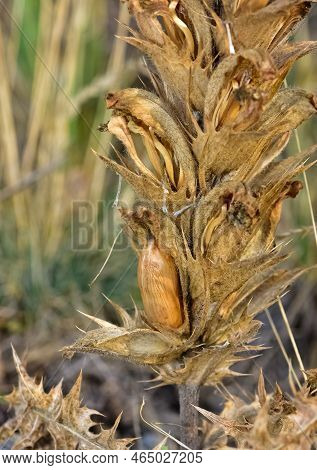 Wild Plants In Natural Life, Wild Thorn Photos.