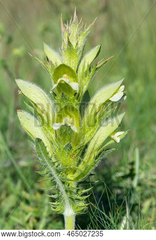 Wild Plants In Natural Life, Wild Thorn Photos.