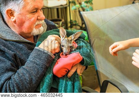 Coober Pedy, South Australia -aug 27, 2019: A Baby Kangaroo Is Being Held By The Founder Of Coober P