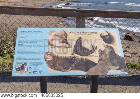 San Simeon, Usa - March 15, 2019: Explanation Of Behavior Of Seals At The Beach In San Simeon.
