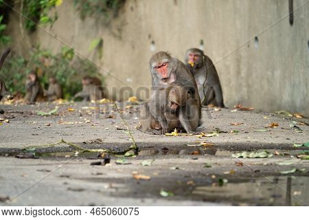 Formosan Macaque, Formosan Rock Monkey Also Named Taiwanese Macaque In The Wild.