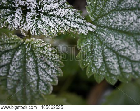 Close-up Of Nettle Leaves With Hoarfrost. A Closeup Of The First Frost.