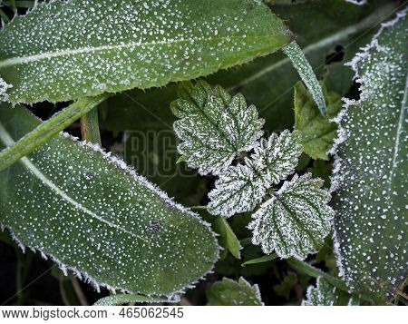 Close-up Of The Leaves Of A Small Nettle Among Other Plant Leaves With Hoarfrost. Close-up Of The Fi