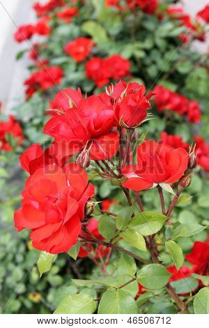 Red Roses