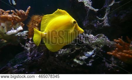 Yellow Fish Koral Ocean Closeup Nature Underwater
