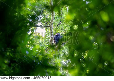 Adult Chimpanzee, Pan Troglodytes, In The Treetops, As Seen Through A Break In The Dense Rainforest 