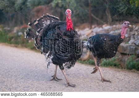 Turkey Birds Walking Around The Village. Meleagris Gallopavo