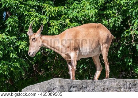 Mountain Goat Or East Caucasian Tur, Female, Latin Name Carpa Cylindricornis. It Is Critically Endan