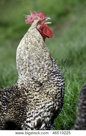 Cockrel