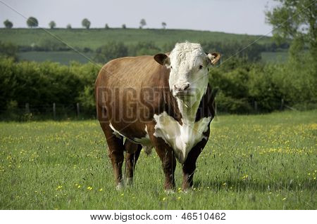 Bull