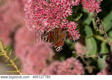 A Peacock Butterfly Is Eating On A Pink Sedum Flower - Hare Cabbage. A Flowerbed With Flowers Pollin