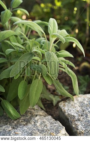 Sage Bush In The Garden. Growing Medicinal Herbs. Homeopathy Aromatherapy. Herbal Treatment. Living 
