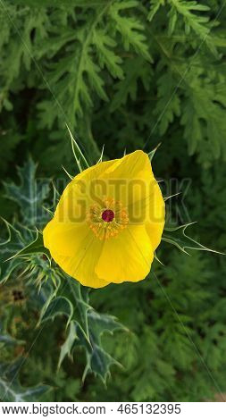 Selective Focus On The Yellow Flower Of Mexican Prickly Poppy